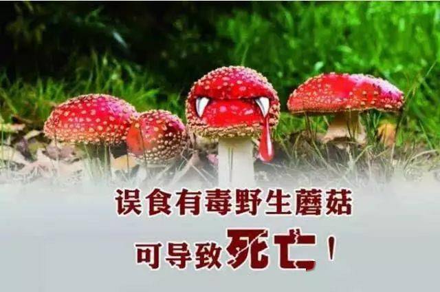 誤食毒蘑菇死亡人數(shù)誤食毒蘑菇死亡人數(shù)，悲劇背后的警示與反思
