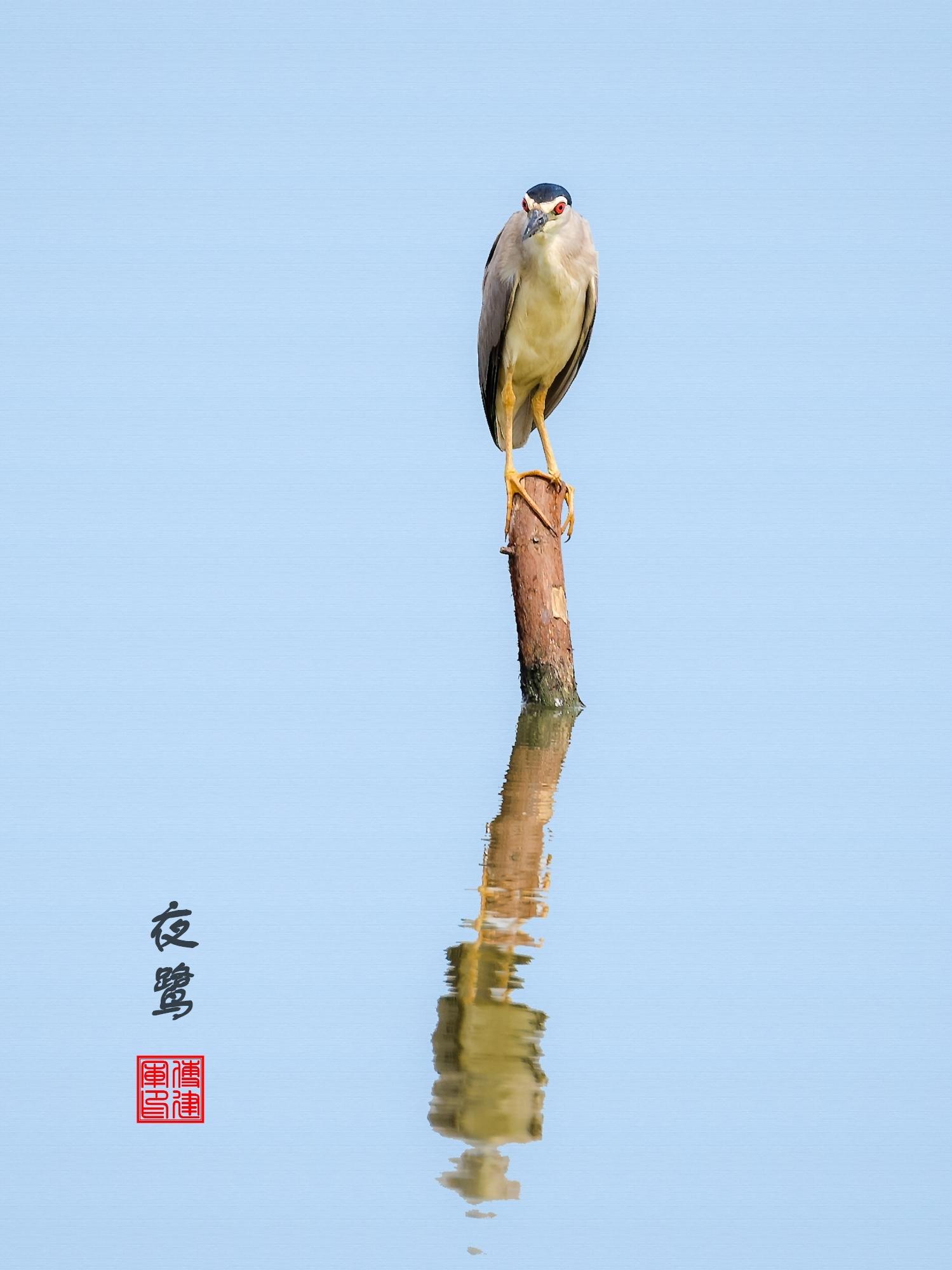 那不是夜鷺是一只胖鴿子英語那不是夜鷺，而是一只胖鴿子的英語故事