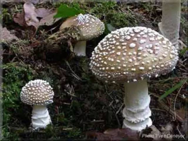 在國(guó)外誤食毒蘑菇會(huì)怎么樣國(guó)外旅行遭遇毒蘑菇危機(jī)，生死邊緣的驚險(xiǎn)之旅