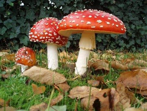 誤食毒蘑菇的特效藥是什么誤食毒蘑菇的特效藥，真相探尋與知識普及