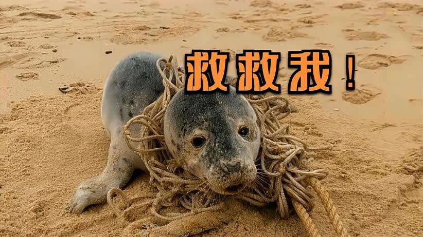 海豹救人海豹救人，海洋精靈的溫情時刻