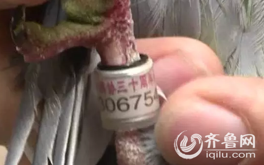 女子撿到戴腳環(huán)的鴿子 獲鴿主人送養(yǎng)女子撿到戴腳環(huán)的鴿子，獲鴿主人送養(yǎng)——一段特殊的寵物奇緣