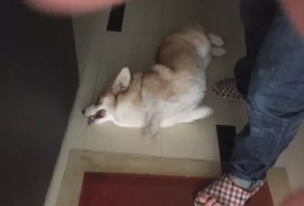 不滿狗叫投毒獲刑因不滿狗叫而投毒行為的法律制裁與反思
