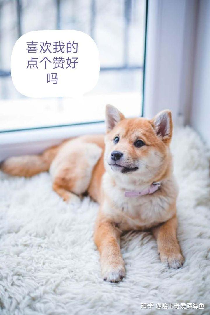 再說一遍 不是“機(jī)器狗”揭秘真相，再說一遍，我們并非機(jī)器狗