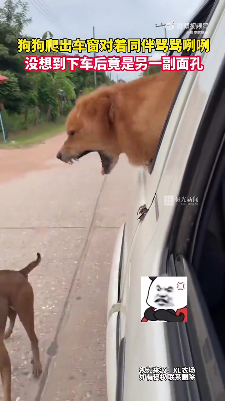 位置被姥爺占了 狗子車上罵罵咧咧車位爭奪背后的故事，一場家庭與寵物的微妙互動