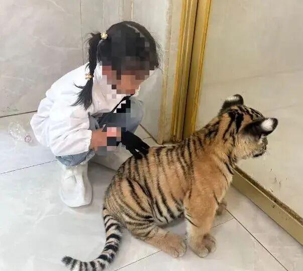景區(qū)通報(bào)7歲女童被小老虎咬傷景區(qū)通報(bào)，7歲女童遭遇小老虎咬傷事件深度解析