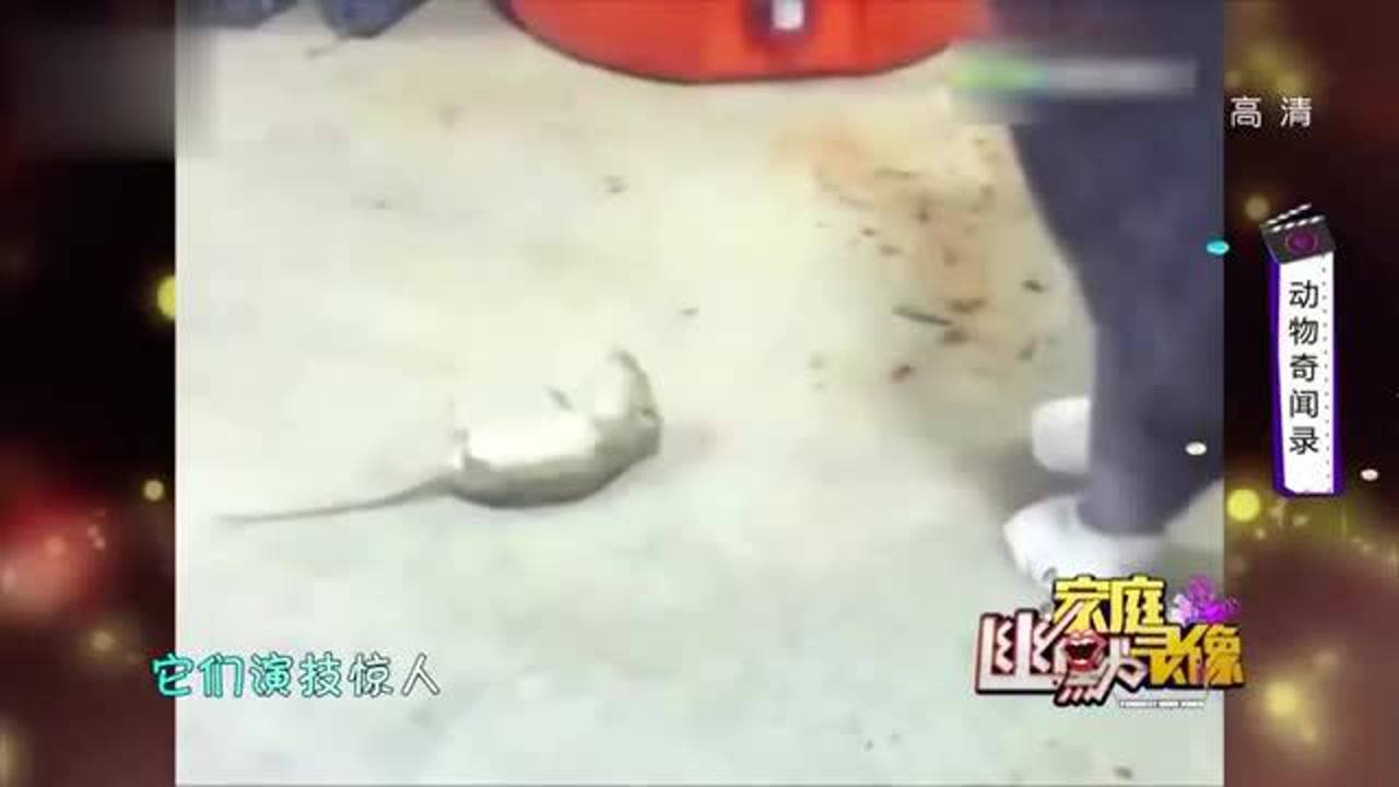 老鼠裝死視頻老鼠裝死視頻，揭秘背后的趣味與奧秘