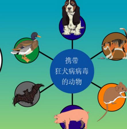 徒手抓蝙蝠被咬傷如果您被蝙蝠咬傷，請立即采取以下步驟