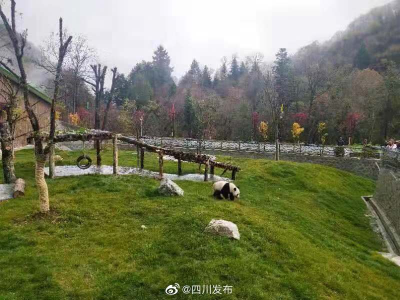 平武熊貓公園最新進(jìn)展如何平武熊貓公園的最新進(jìn)展如下