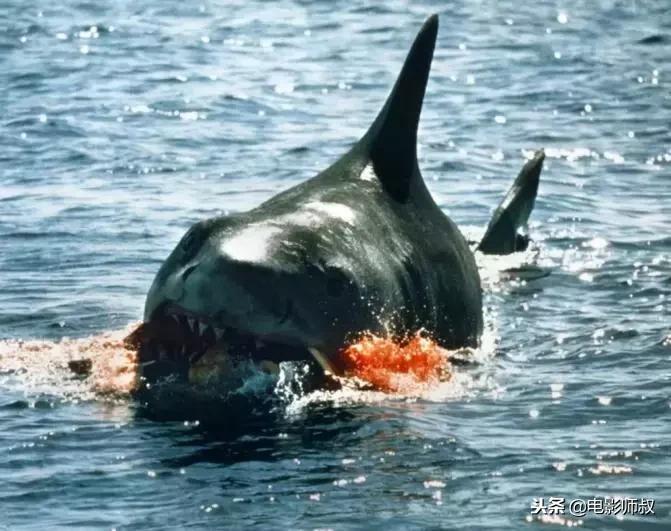 悉尼鯊魚(yú)襲人致1死悉尼鯊魚(yú)襲擊人類(lèi)事件致一人死亡