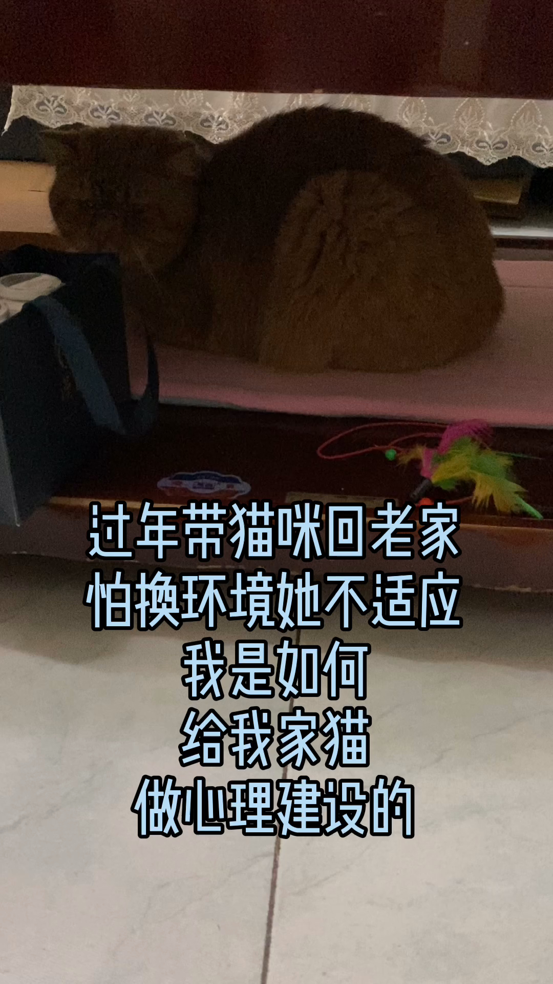把貓帶回老家把貓帶回老家的全方位指南