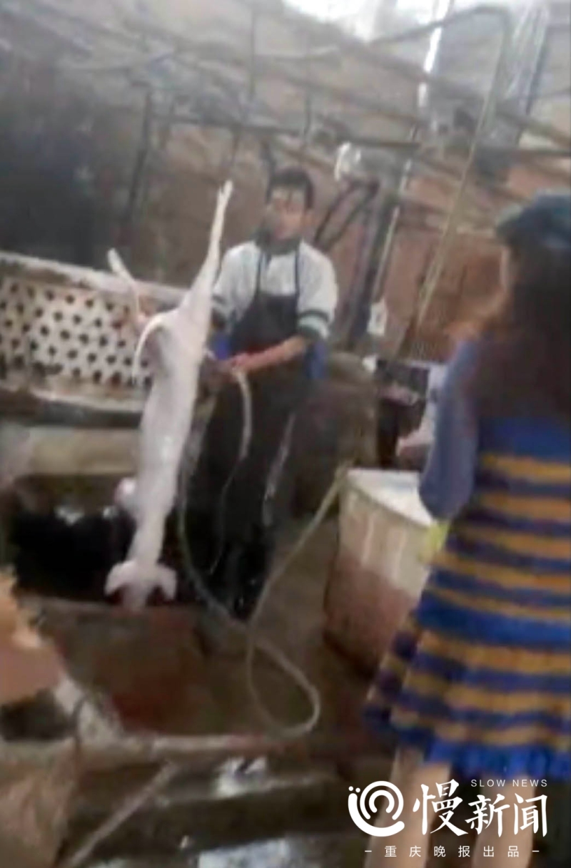 中學(xué)生殺狗中學(xué)生殺狗事件背后的深層原因與反思