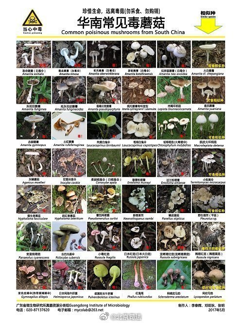 2025版毒菌最新圖鑒震撼發(fā)布，2025版毒菌最新圖鑒——揭秘毒菌世界的奧秘