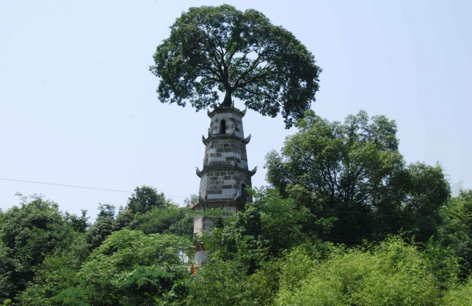 湖北一明代古塔上長(zhǎng)了一棵樸樹(shù)是的，湖北省內(nèi)的一座明代古塔上長(zhǎng)出了一棵樸樹(shù)。這座古塔是當(dāng)?shù)氐臉?biāo)志性建筑，而樸樹(shù)則成為了這座塔的獨(dú)特景觀之一。