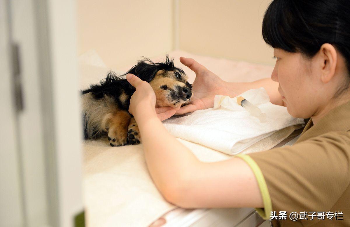 男子虐殺20余只貓被刑事立案關于男子虐殺20余只貓被刑事立案的事件分析