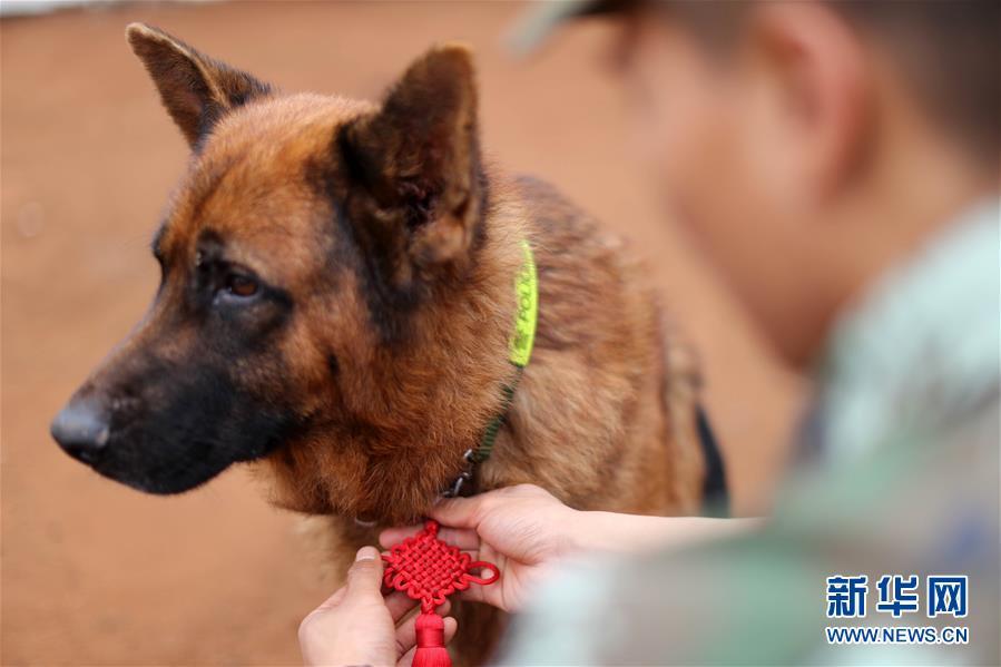 黑狼被選為中國警犬LOGO形象犬黑狼被選為中國警犬LOGO形象犬，背后的故事與意義
