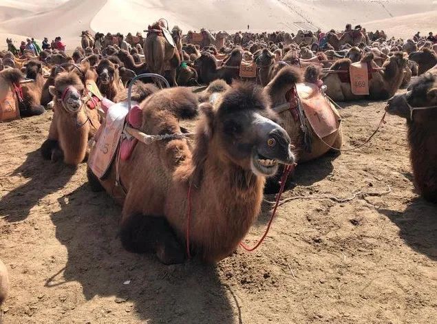景區(qū)駱駝被打哀嚎景區(qū)駱駝被打哀嚎，呼喚文明旅游與動物保護意識的覺醒