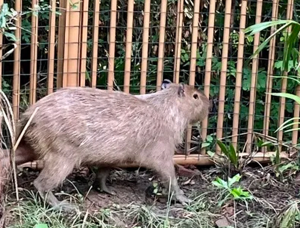 揚(yáng)州“越獄”卡皮巴拉喜提泳池別墅揚(yáng)州驚現(xiàn)越獄式奢華泳池別墅，卡皮巴拉喜提夢幻府邸