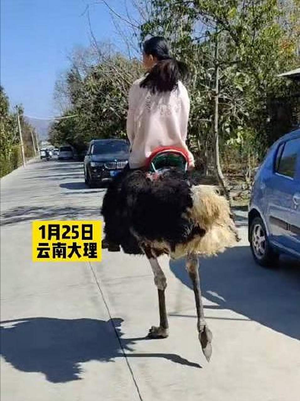 云南男子騎鴕鳥上路 跑得比電動車快云南男子驚現(xiàn)騎鴕鳥上路，速度驚人超越電動車