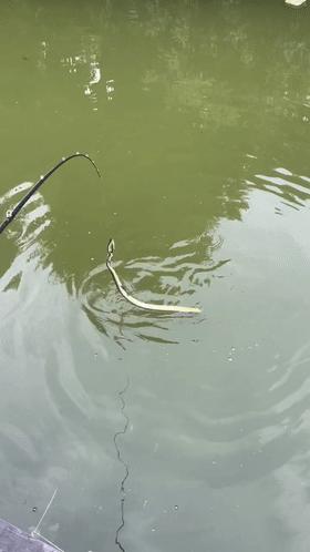 廣東一小區(qū)蛇群泛濫廣東某小區(qū)驚現(xiàn)蛇群泛濫現(xiàn)象，原因、影響及應(yīng)對措施
