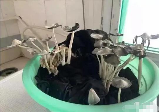 寢室霉菌如何解決解決寢室霉菌問題，打造健康舒適的居住環(huán)境
