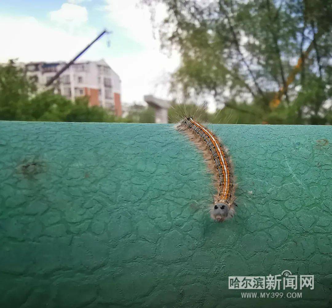 小區(qū)毛毛蟲太多怎么辦小區(qū)毛毛蟲太多怎么辦？全面解析應(yīng)對(duì)之策