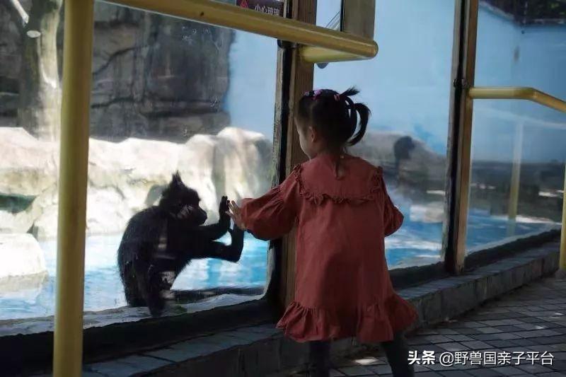 小區(qū)里毛毛蟲很多,有什么藥可以用小區(qū)內毛毛蟲泛濫，安全有效的防治藥物推薦