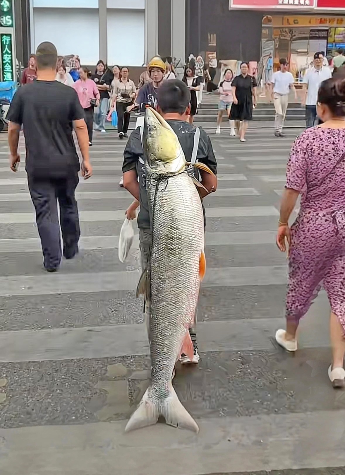 男子背著釣到的79斤鳡魚在鬧市穿行男子背著釣到的巨型鳡魚鬧市穿行，背后的故事引人熱議