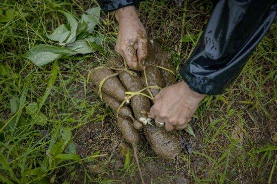 網(wǎng)友吃木薯糖水睡14小時(shí) 是中毒嗎?網(wǎng)友吃木薯糖水后連續(xù)睡14小時(shí)，是中毒癥狀嗎？解析與應(yīng)對(duì)建議