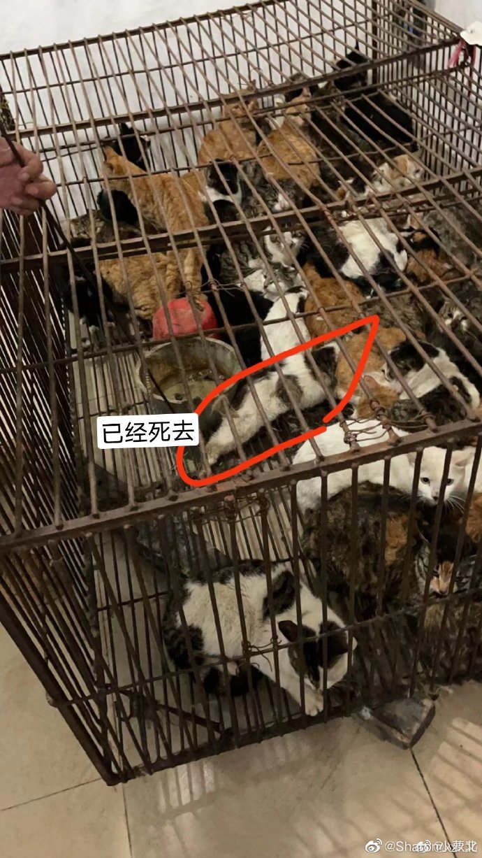官方通報(bào)查處一違法屠宰貓只窩點(diǎn)是的，官方通報(bào)查處了一起違法屠宰貓只窩點(diǎn)的事件。據(jù)報(bào)道，有關(guān)部門接到舉報(bào)后迅速展開調(diào)查，發(fā)現(xiàn)了這個(gè)非法屠宰貓的窩點(diǎn)，并采取了行動(dòng)。這些非法行為涉嫌虐待和非法殺害動(dòng)物，嚴(yán)重違反了相關(guān)的法律法規(guī)。