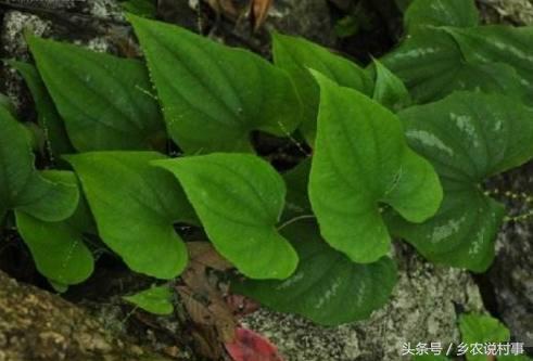 河南一景點(diǎn)現(xiàn)巨型蛇頭彩繪河南一景點(diǎn)驚現(xiàn)巨型蛇頭彩繪，探尋神秘文化與藝術(shù)融合的魅力
