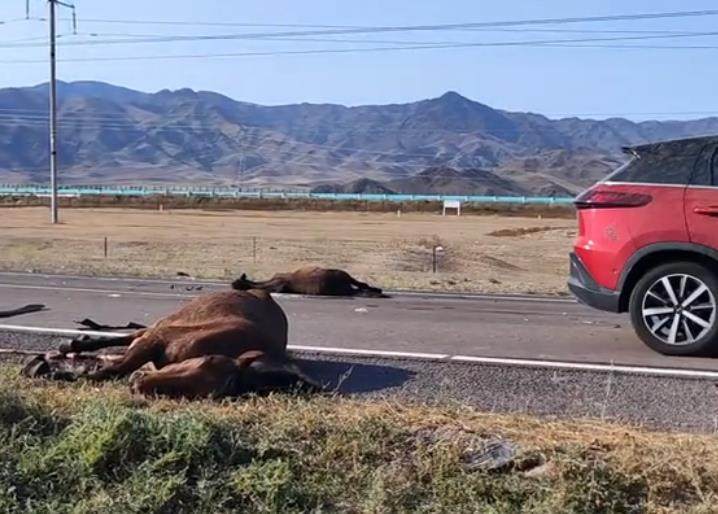 游客自駕撞死6匹馬自駕游意外引發(fā)悲劇，游客駕車撞死6匹無(wú)辜馬匹