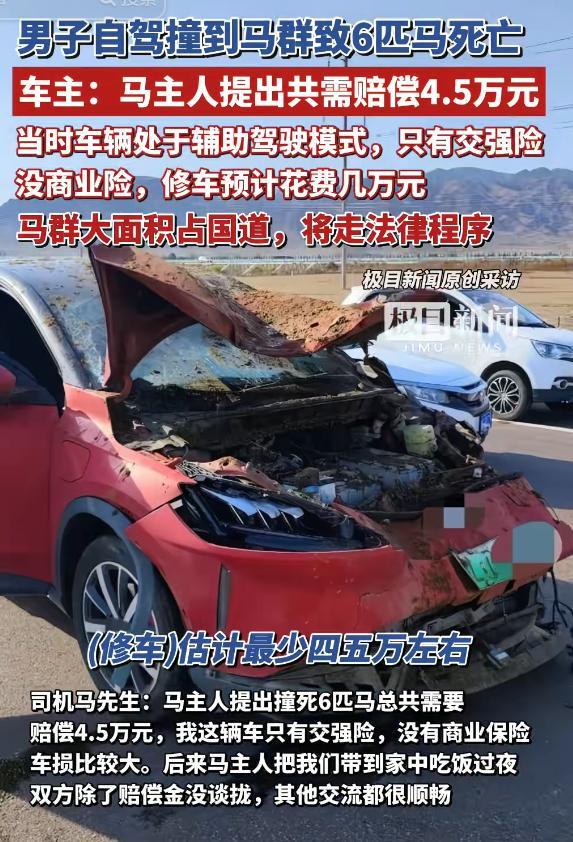 游客自駕撞死6匹馬游客自駕撞死六匹馬事件深度解析