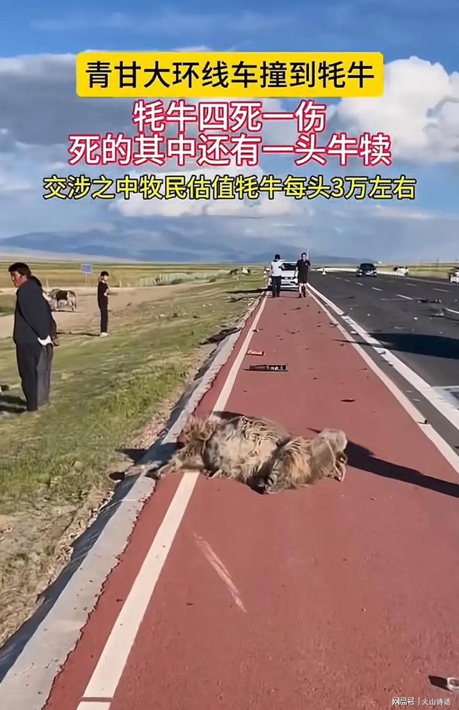 游客自駕撞死6匹馬 牧民讓賠4.5萬(wàn)游客自駕撞死六匹馬，牧民索賠引發(fā)爭(zhēng)議