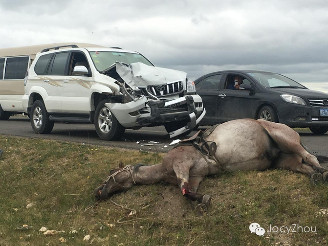 游客自駕撞到馬群致6匹馬死亡自駕游意外引發(fā)悲劇，游客自駕撞到馬群致6匹馬死亡