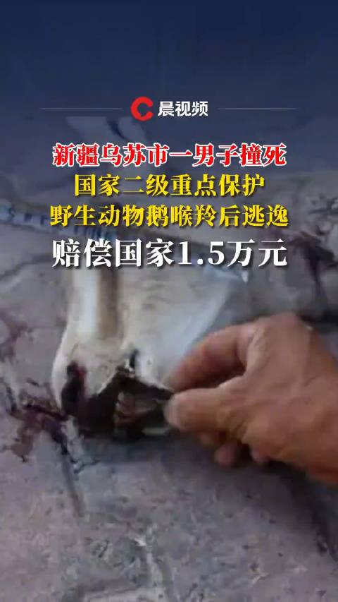 撞死一匹馬要賠多少錢交通事故中撞死一匹馬需賠償多少？詳解金額背后的因素