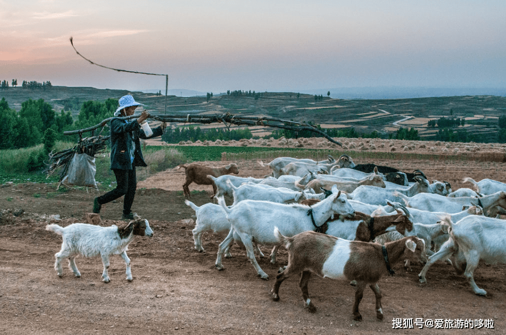 自駕游撞死一只羊自駕游意外撞死一只羊，面對(duì)動(dòng)物事故的處理與反思