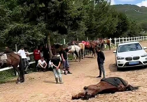 游客自駕撞到馬群致6匹馬死亡游客自駕撞到馬群致馬群傷亡事件分析