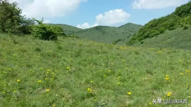 游客自駕撞死6匹馬 牧民讓賠4.5萬自駕旅行意外撞死六匹馬，游客遭牧民索賠4.5萬引發(fā)關(guān)注