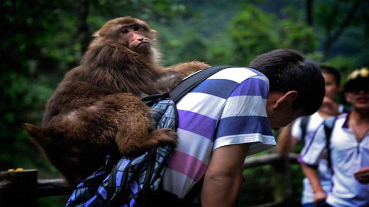 峨眉山猴子傷人槍斃峨眉山猴子傷人事件，槍斃事件引發(fā)深思