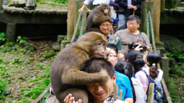 毒死峨眉山猴子毒死峨眉山猴子的背后真相與反思