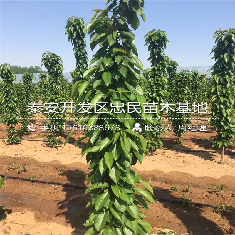 猴面包樹樹苗多少錢猴面包樹樹苗價(jià)格大揭秘，多少錢是您的預(yù)算？