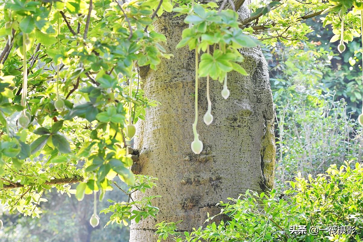 男子種猴面包樹18年有兩棵達(dá)結(jié)果要求男子種猴面包樹十八年，兩棵終于碩果累累——猴面包樹的種植與成長(zhǎng)故事