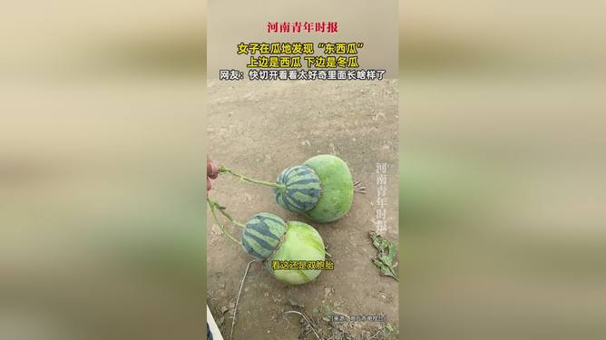 女子發(fā)現(xiàn)東西瓜女子發(fā)現(xiàn)東西瓜，一場意外的網(wǎng)絡(luò)奇遇