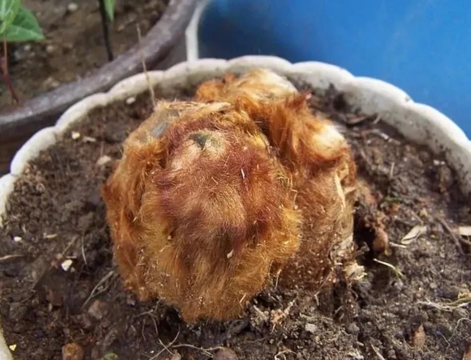 種植猴面包樹(shù)種植猴面包樹(shù)的全面指南