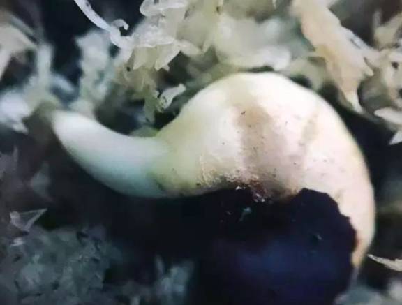 猴面包樹播種猴面包樹的播種方法如下