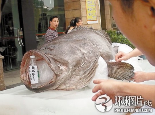 福建一漁民捕獲巨型石斑：長1.8米福建漁民捕獲巨型石斑，揭秘海洋巨獸的傳奇故事