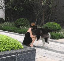 房東奶奶給我的小狗織了一件毛衣房東奶奶給我的小狗織毛衣的溫馨故事