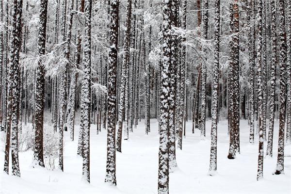 黑龍江下雪了黑龍江下雪了，雪域美景與冬季活動(dòng)