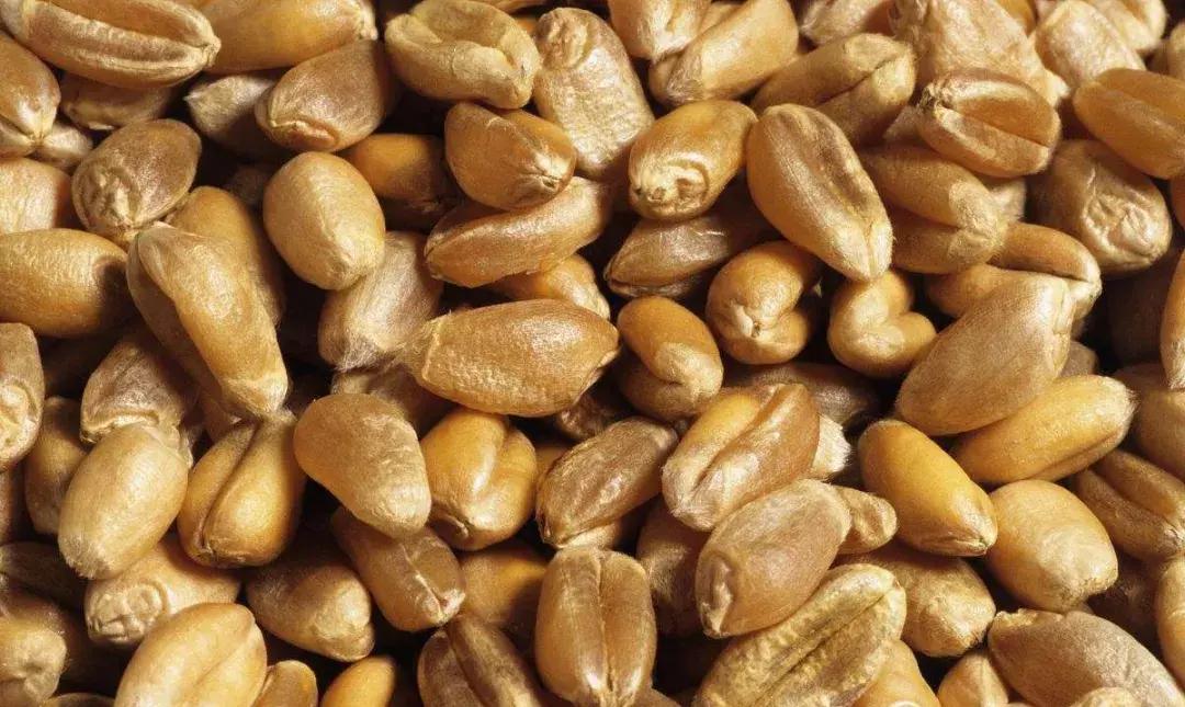 人均糧食多少人均糧食多少——全球糧食消費(fèi)現(xiàn)狀解析